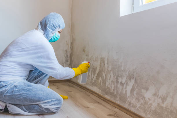 Best Basement Mold Removal  in Marshall, MN