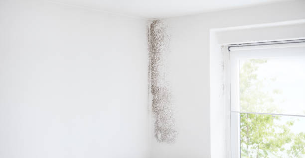 Best Black Mold Removal  in Marshall, MN