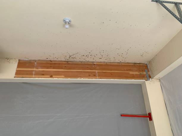 Best Commercial Mold Inspection  in Marshall, MN