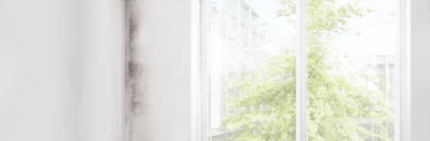 Best Mold Remediation for Healthcare Facilities  in Marshall, MN