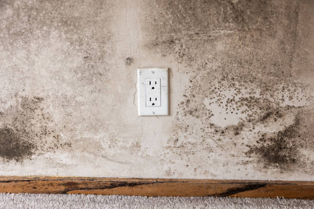Best Air Quality Testing for Mold Spores  in Marshall, MN