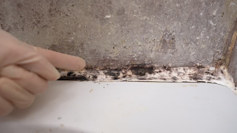 Best Crawl Space Mold Remediation  in Marshall, MN